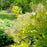 Smokebush, Winecraft Gold® Smokebush