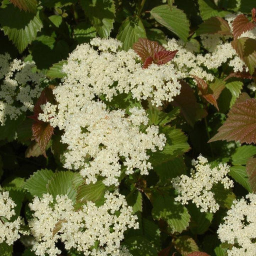 Viburnum, Red Feather® Arrowwood
