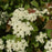 Viburnum, Red Feather® Arrowwood