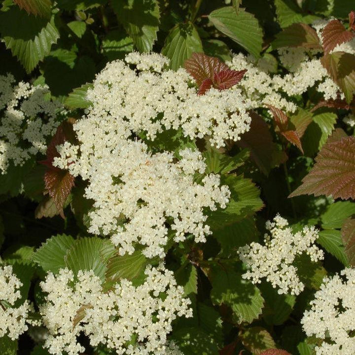Viburnum, Red Feather® Arrowwood