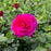 Rose, Showpiece™ Purple Rose