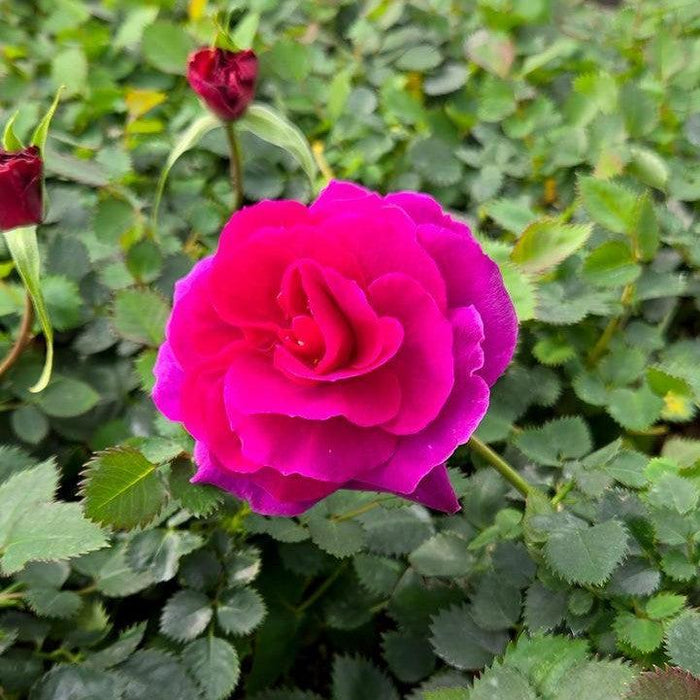 Rose, Showpiece™ Purple Rose