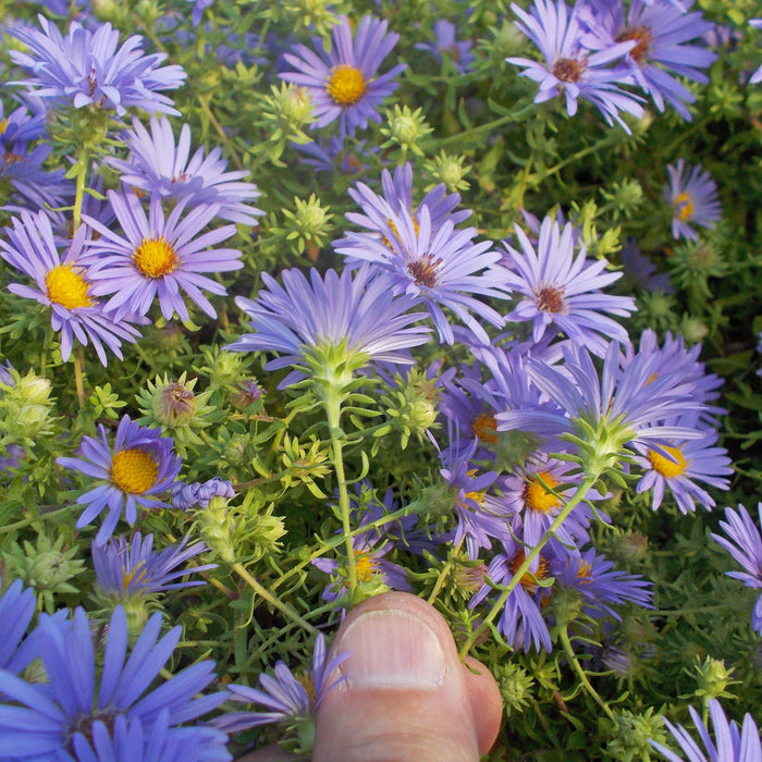 Aster, October Skies Aromatic Aster