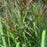 Grass, Shenandoah Switch Grass