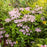 Hydrangea, Tiny Tuff Stuff™ Serrata Hydrangea