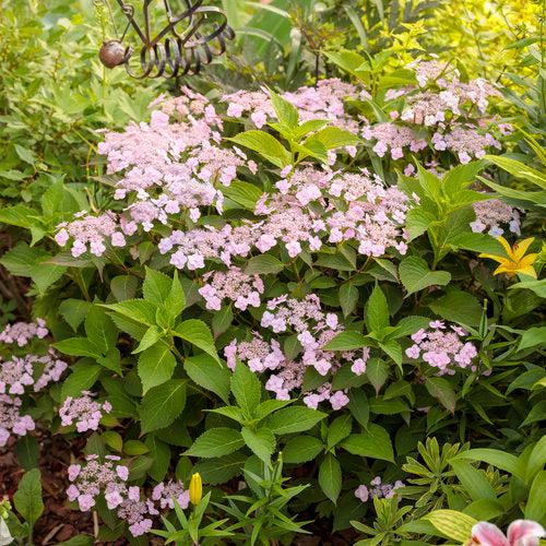 Hydrangea, Tiny Tuff Stuff™ Serrata Hydrangea