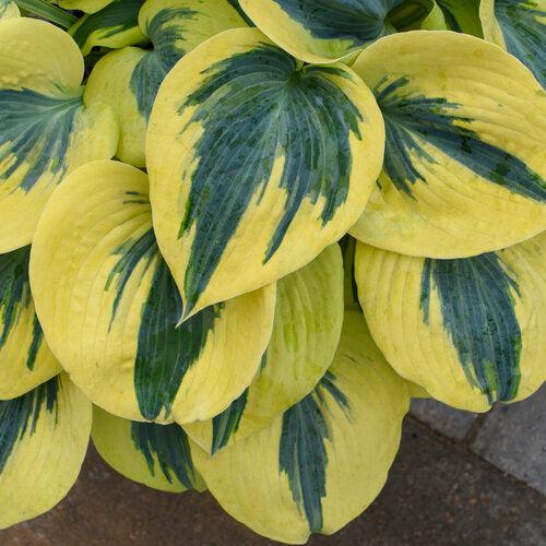Hosta, PW® Shadowland® Autumn Frost Hosta