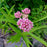 Milkweed, Swamp Milkweed, Rose Milkweed