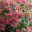 Andromeda, Passion Party™ Passion Pieris