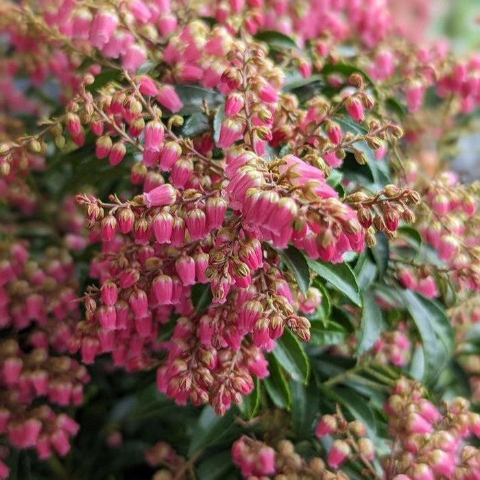 Andromeda, Passion Party™ Passion Pieris
