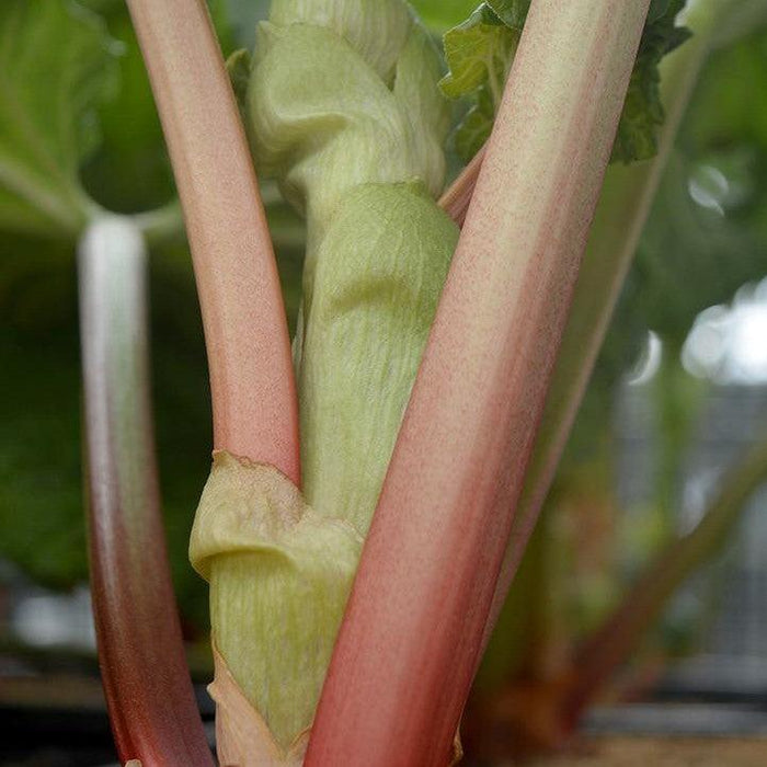 Rhubarb, Victoria Rhubarb