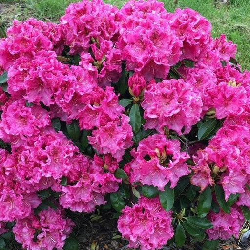 Azalea, Holden's Raspberry Ruffles Azalea