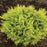 Arborvitae, Anna's Magic Ball® Arborvitae