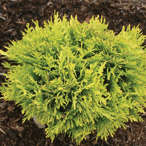 Arborvitae, Anna's Magic Ball® Arborvitae