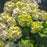 Hydrangea, Bloomin' Easy® Grin and Tonic™ Hydrangea