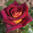 Rose, Dark Knight Rose