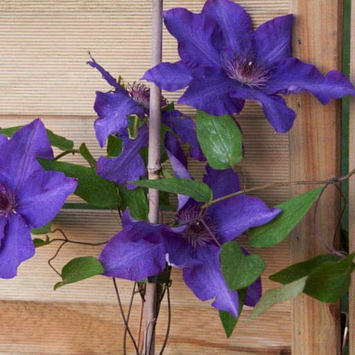 Clematis, The President Clematis