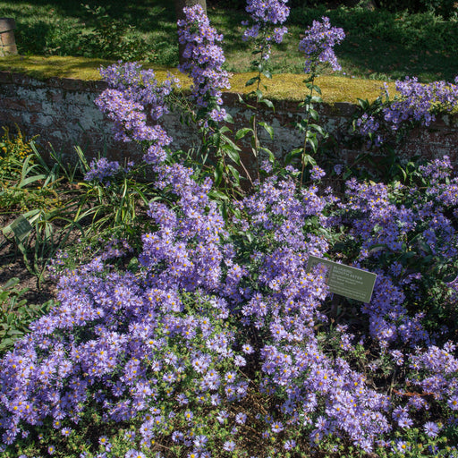 Aster, Bluebird Smooth Aster