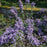 Aster, Bluebird Smooth Aster
