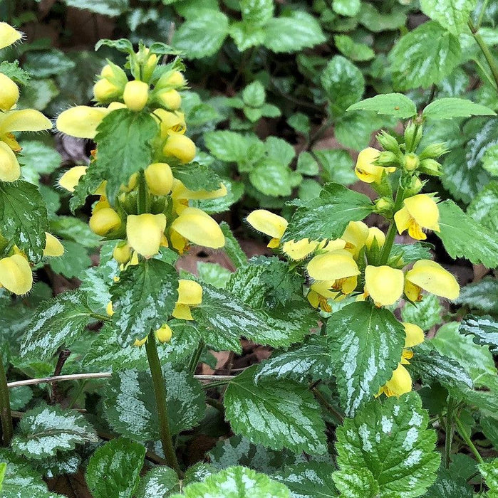 Yellow Archangel, Variegated Yellow Archangel