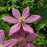 Clematis, Sally™ Clematis