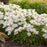 Shasta Daisy, Amazing Daisies® Spun Silk Shasta Daisy