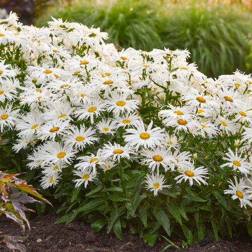 Shasta Daisy, Amazing Daisies® Spun Silk Shasta Daisy
