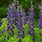 Baptisia, PW® Decadence® Sparkling Sapphires False Indigo
