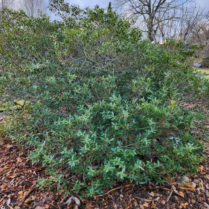 Holly, Forever Emerald™ Inkberry