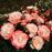 Rose, Color Splash™ Rose