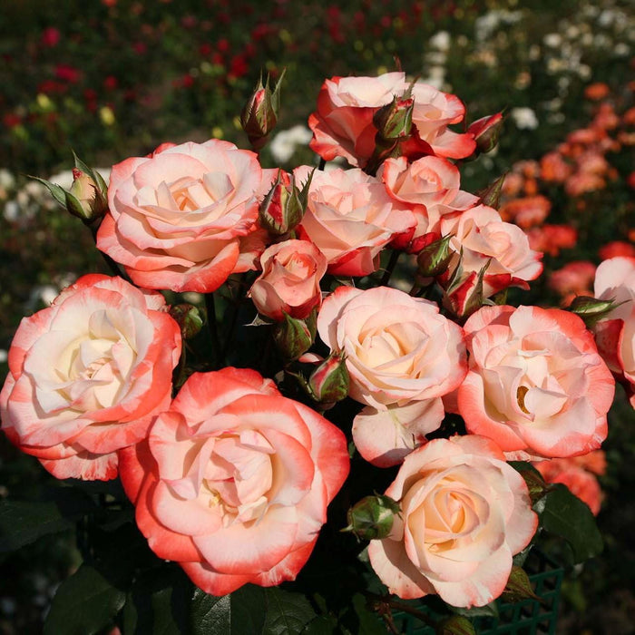 Rose, Color Splash™ Rose