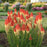 Torch Lily, PW® Pyromania® Rocket's Red Glare Red Hot Poker