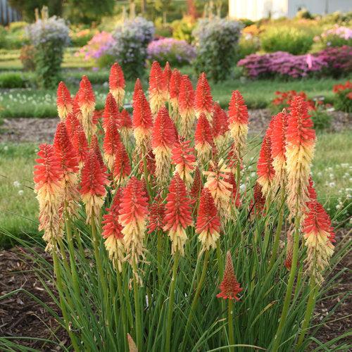Torch Lily, PW® Pyromania® Rocket's Red Glare Red Hot Poker