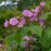 Raspberry, Flowering Raspberry
