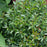 Holly, Gem Box® Inkberry Holly