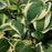 Hosta, Wide Brim Hosta