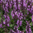 Salvia nemorosa 'Rose Marvel'  - Rose Marvel Meadow Sage