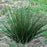 Grass, Soft Rush
