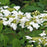 Viburnum, Shasta Doublefile Viburnum