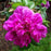Rose, Hansa Landscape Shrub Rose
