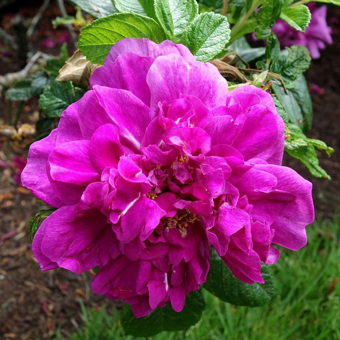 Rose, Hansa Landscape Shrub Rose