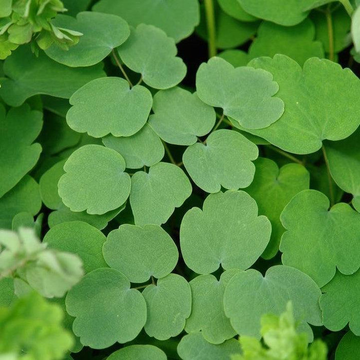 Meadow Rue, Giant Meadow-Rue