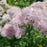 Thalictrum 'TNTNP'  - Nimbus™ Pink Meadow-Rue