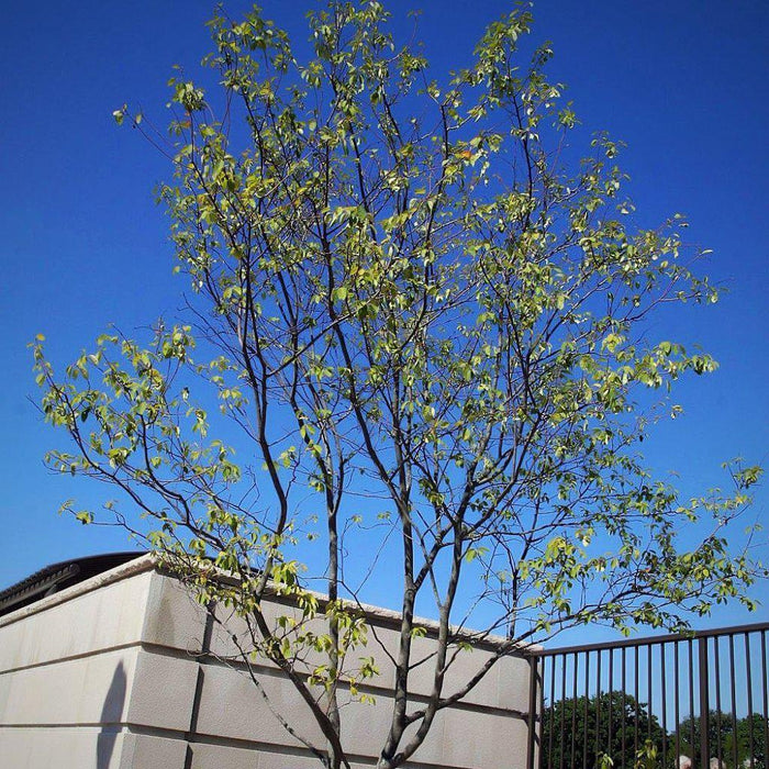 Serviceberry, Autumn Brilliance Shadblow Serviceberry