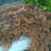 Cypress, Siberian Cypress, Russian Arborvitae