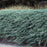 Juniper, Bar Harbor Juniper