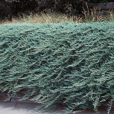 Juniper, Bar Harbor Juniper