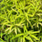 Spirea, Gold Thread™ Spirea, Mellow Yellow Spiraea