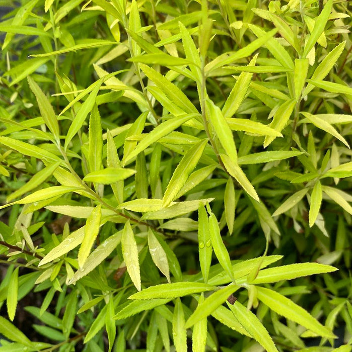 Spirea, Gold Thread™ Spirea, Mellow Yellow Spiraea