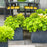 Arborvitae, Anna's Magic Ball® Arborvitae